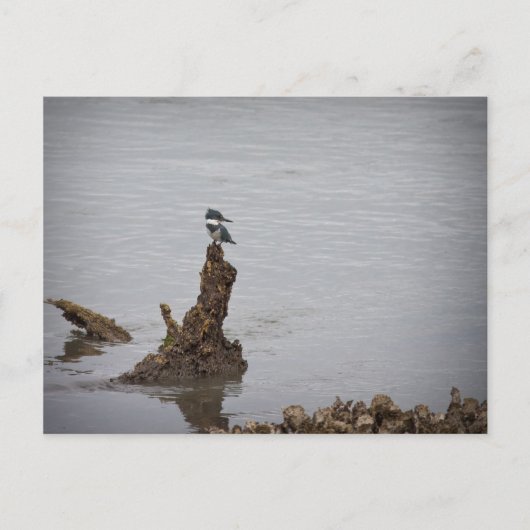 Kingfisher Postkarte (Vorderseite)