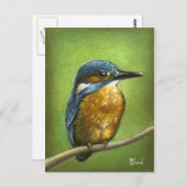 Kingfisher Postkarte (Vorne/Hinten)