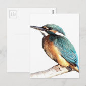 ‚Kingfisher‘ Postkarte (Vorne/Hinten)