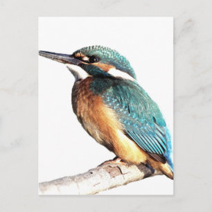 ‚Kingfisher‘ Postkarte