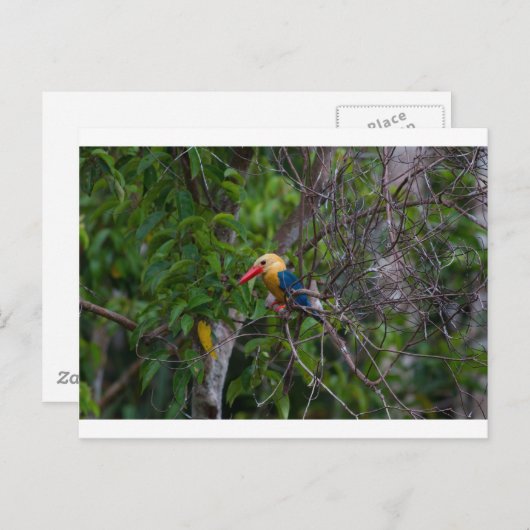 Kingfisher Postkarte (Vorne/Hinten)