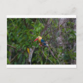 Kingfisher Postkarte (Vorderseite)