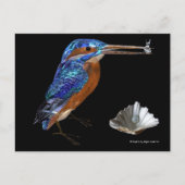 KINGFISHER POSTKARTE (Vorderseite)