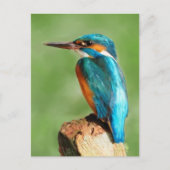 Kingfisher Postkarte (Vorderseite)