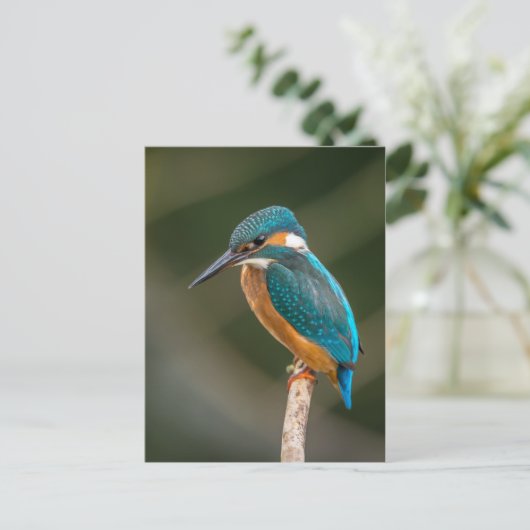 Kingfisher Postkarte (Stehend Vorderseite)