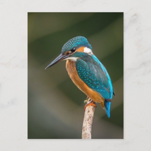 Kingfisher Postkarte (Vorderseite)