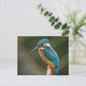 Kingfisher Postkarte (Stehend Vorderseite)