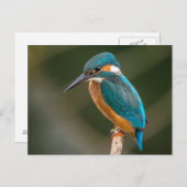 Kingfisher Postkarte (Vorne/Hinten)