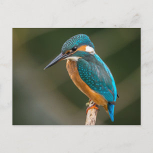 Kingfisher Postkarte