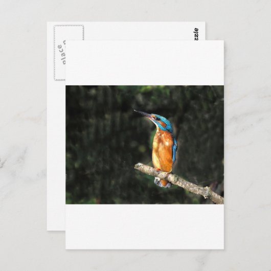 Kingfisher Postkarte (Vorne/Hinten)