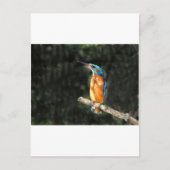 Kingfisher Postkarte (Vorderseite)