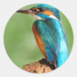 Kingfisher Runder Aufkleber