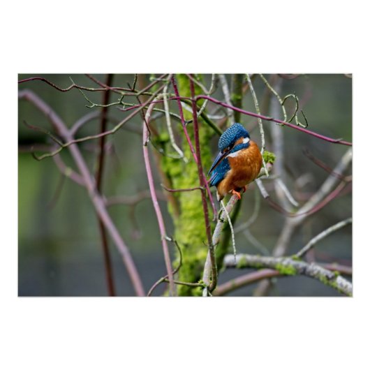 Kingfisher saß auf einem kleinen Zweig Poster (Vorderseite)