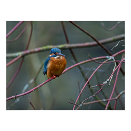 Kingfisher sitzend auf einem Zweig Poster