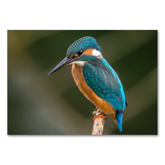Kingfisher Tischnummer (Rückseite)