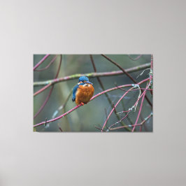 Kingfisher v2 leinwanddruck