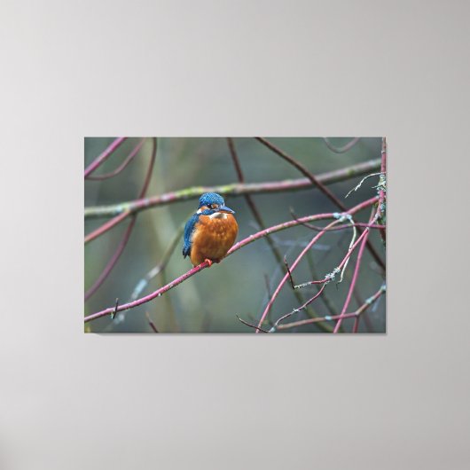 Kingfisher v2 leinwanddruck (Vorderseite)