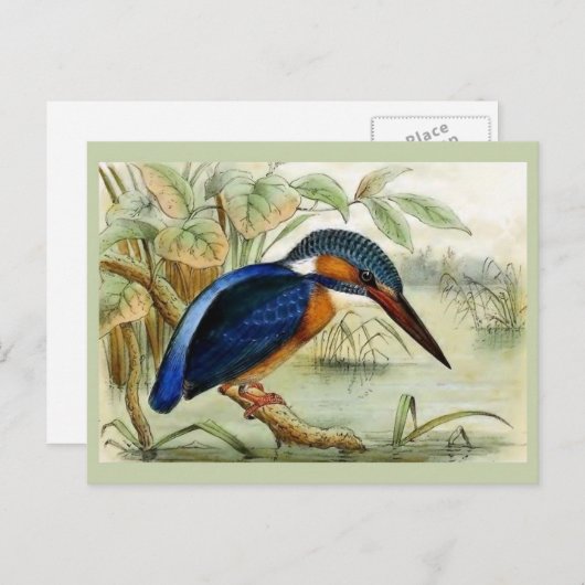 Kingfisher Vintag Bird Illustration Postkarte (Vorne/Hinten)