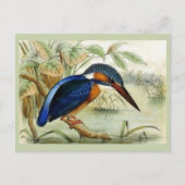 Kingfisher Vintag Bird Illustration Postkarte (Vorderseite)
