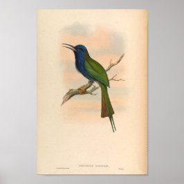 Kingfisher Vintag Bird Meropogon Forsteni Poster