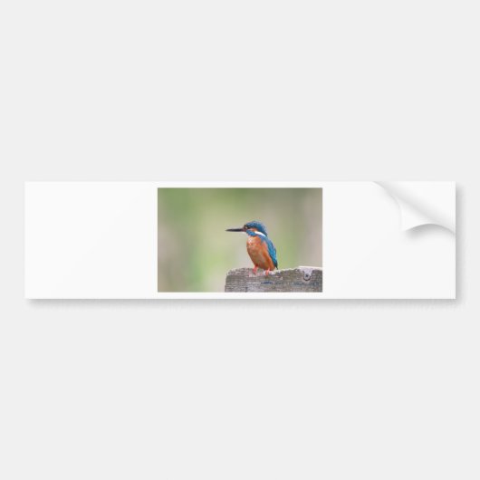 Kingfisher-Vogel. Autoaufkleber (Vorne)