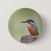 Kingfisher-Vogel. Button (Vorderseite)