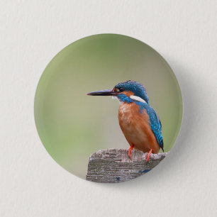 Kingfisher-Vogel. Button