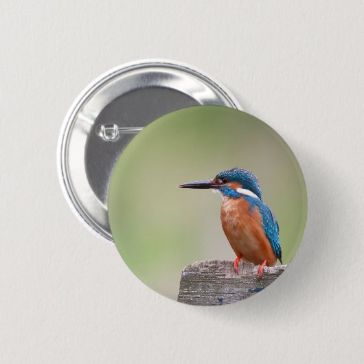 Kingfisher-Vogel. Button (Vorne & Hinten)