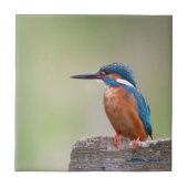 Kingfisher-Vogel. Fliese (Vorderseite)