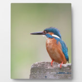Kingfisher-Vogel. Fotoplatte (Vorderseite)