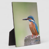 Kingfisher-Vogel. Fotoplatte (Seite)