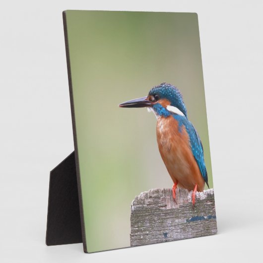 Kingfisher-Vogel. Fotoplatte (Seite)