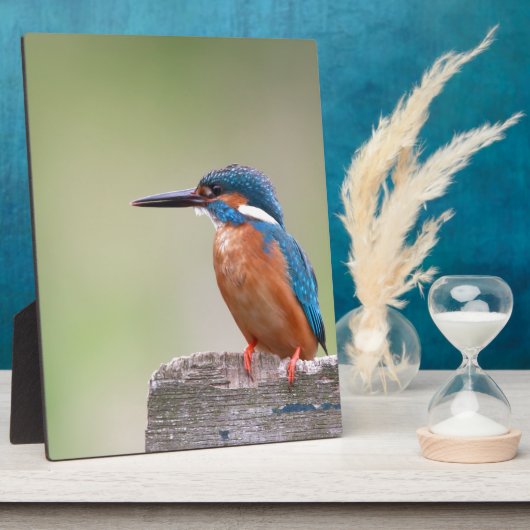 Kingfisher-Vogel. Fotoplatte (Seite)