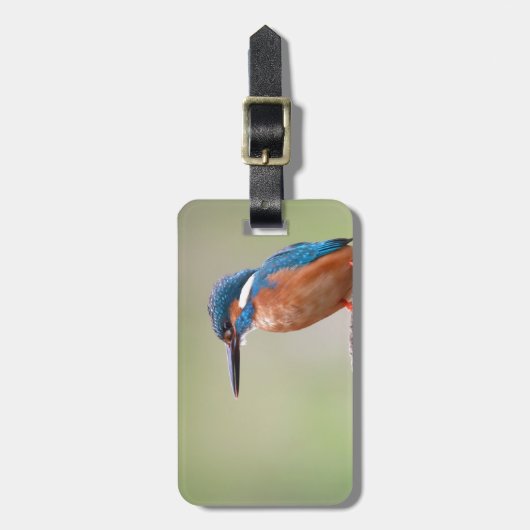 Kingfisher-Vogel. Gepäckanhänger (Vorderseite vertikal)