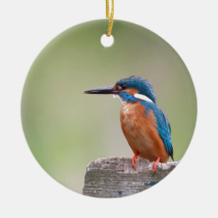 Kingfisher-Vogel. Keramikornament