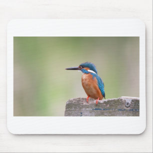 Kingfisher-Vogel. Mousepad