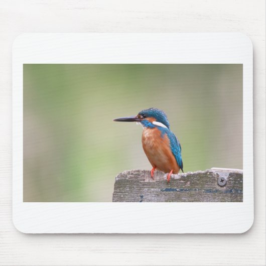 Kingfisher-Vogel. Mousepad (Vorne)