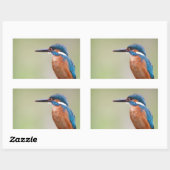 Kingfisher-Vogel. Rechteckiger Aufkleber (Blatt)