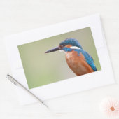 Kingfisher-Vogel. Rechteckiger Aufkleber (Umschlag)