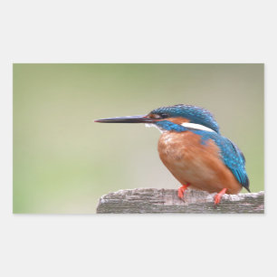 Kingfisher-Vogel. Rechteckiger Aufkleber