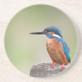 Kingfisher-Vogel. Sandstein Untersetzer