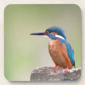 Kingfisher-Vogel. Untersetzer (Vorderseite)