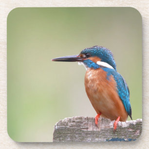 Kingfisher-Vogel. Untersetzer