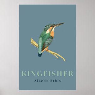 Kingfisher Vogel Vintage Poster