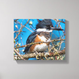 Kingfisher Wild Bird Canvas Print Leinwanddruck