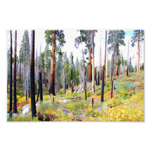 Kings Canyon National Park Fotodruck