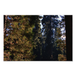 Kings Canyon National Park Fotodruck