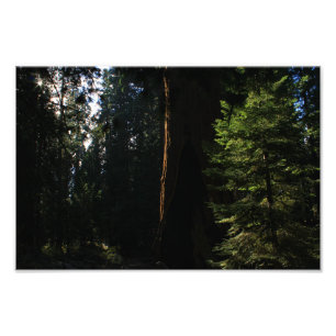 Kings Canyon National Park Fotodruck