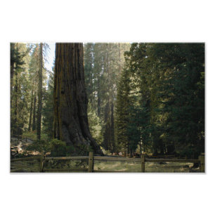 Kings Canyon National Park Fotodruck