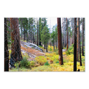 Kings Canyon National Park Fotodruck